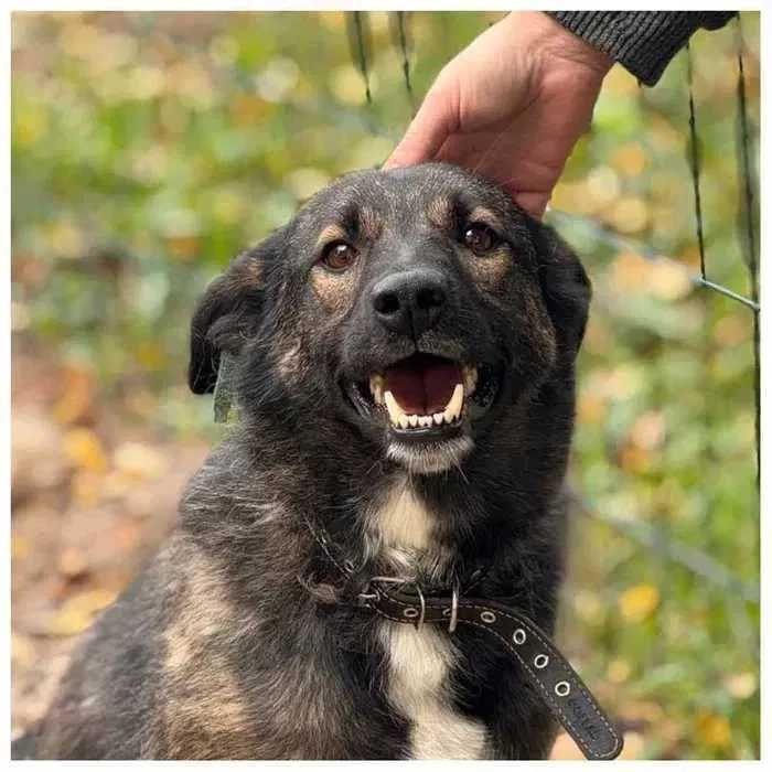 Спокойная собака ищет дом