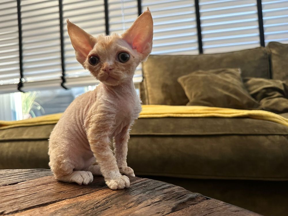 Devon Rex - ruda dziewczynka  - zarezerwowana