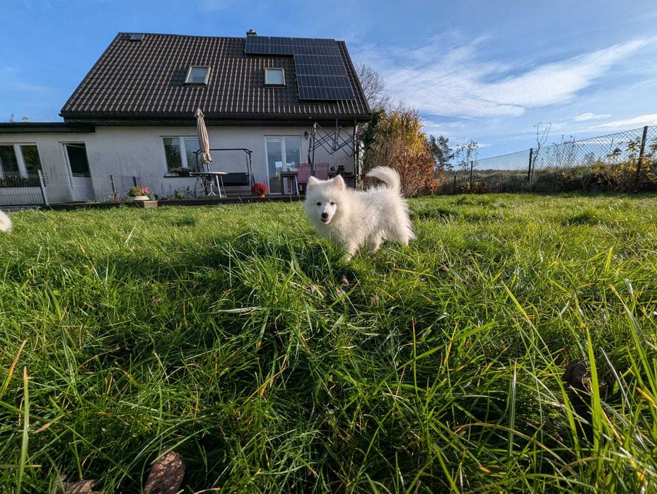 Piękna dziewczynka Szpic Japoński po utytułowanych rodzicach