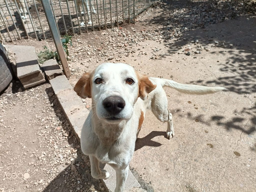 Cão para adotar responsavelmente