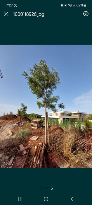 Pinheiros de 4 mt de altura