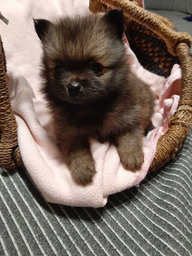Szpic miniaturowy