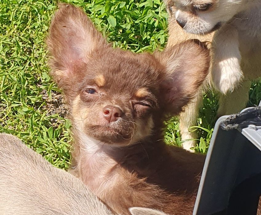 Чихуахуа шоколадно подпалые длинношерстные