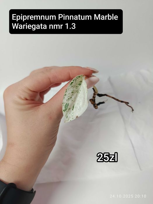 Maria Plants Epipremnum Pinnatum Marble Wariegata peduwki