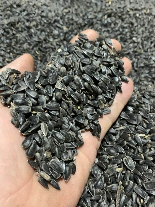 Маю соняшник, вологість 8%, олійність 48%, є приблизно 3-4 тон.