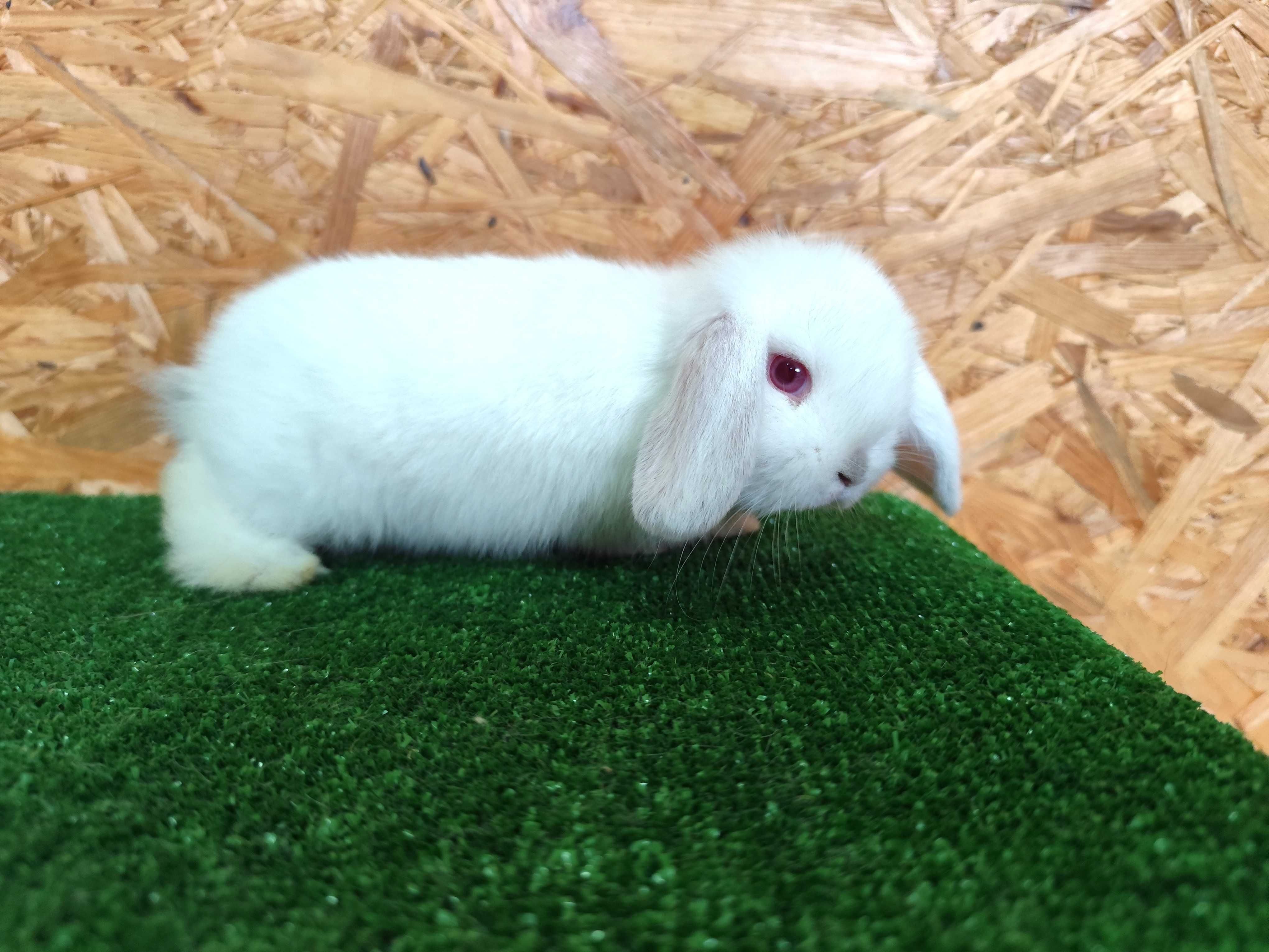 Mini Lop albinos czerwone oczy miniaturka rex baranki karzełek