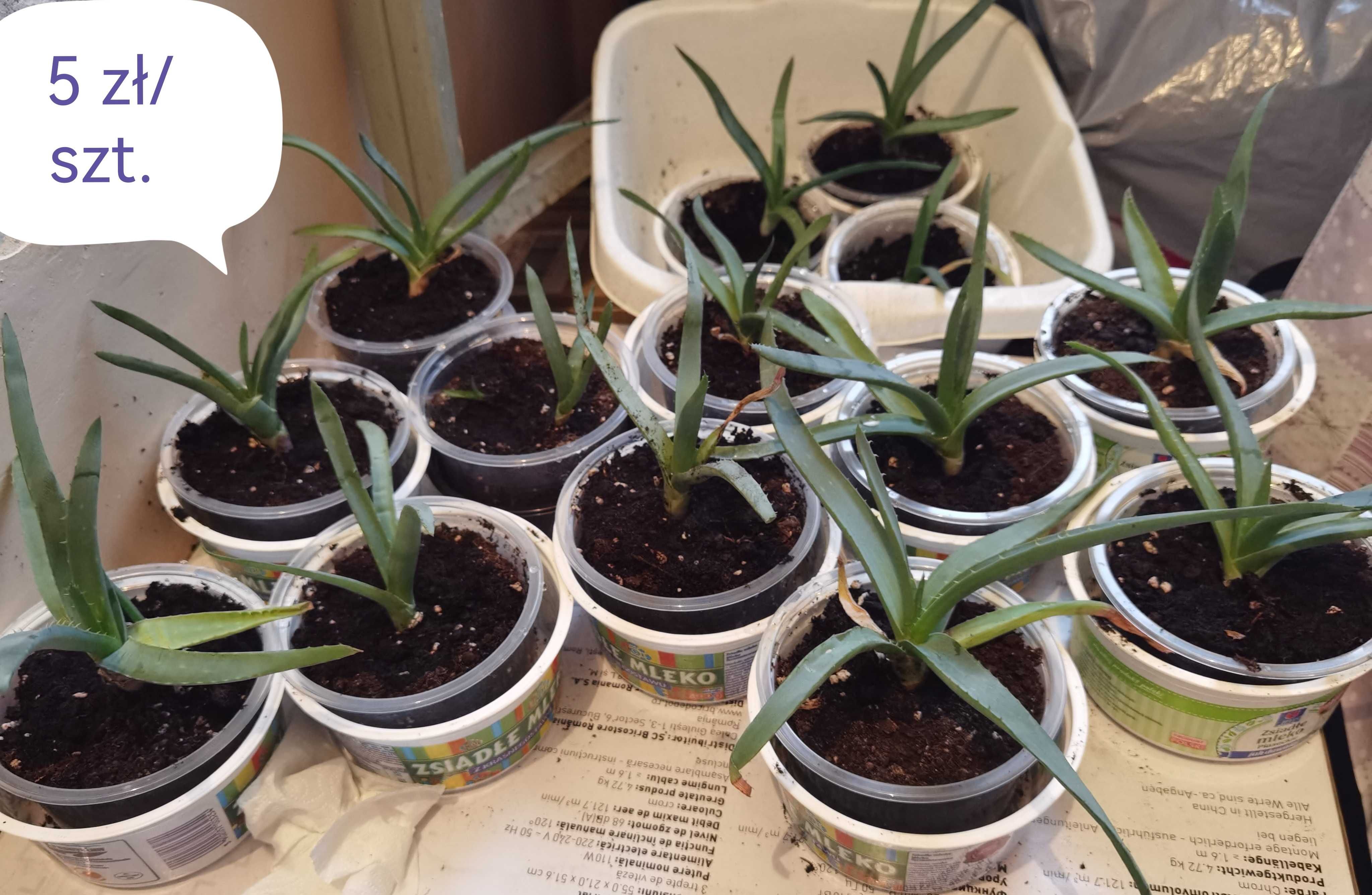 Aloe vera - aloes leczniczy