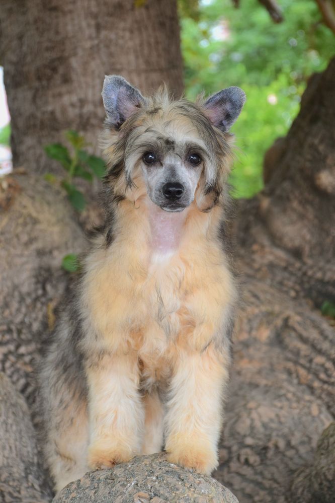 Lyborius Legacy - Chinese Crested Dog