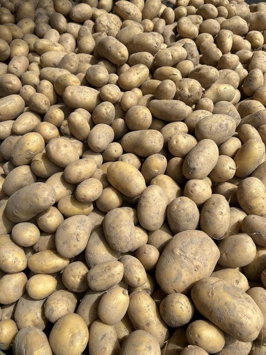 Ziemniaki jadalne i paszowe