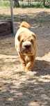 Shar pei bebe macho... Sharpei