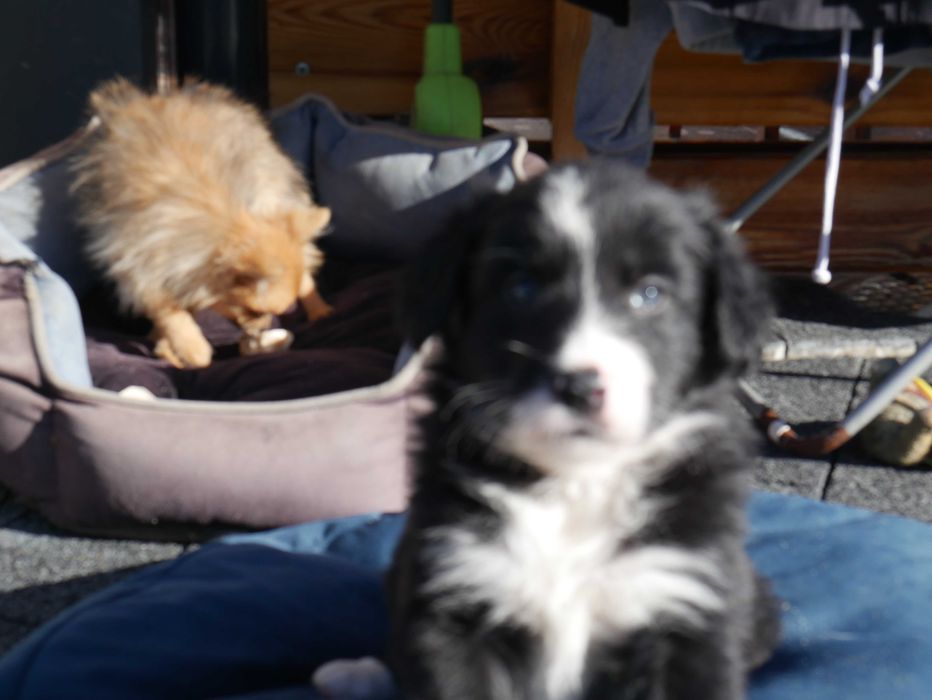 Border Collie - Piesek