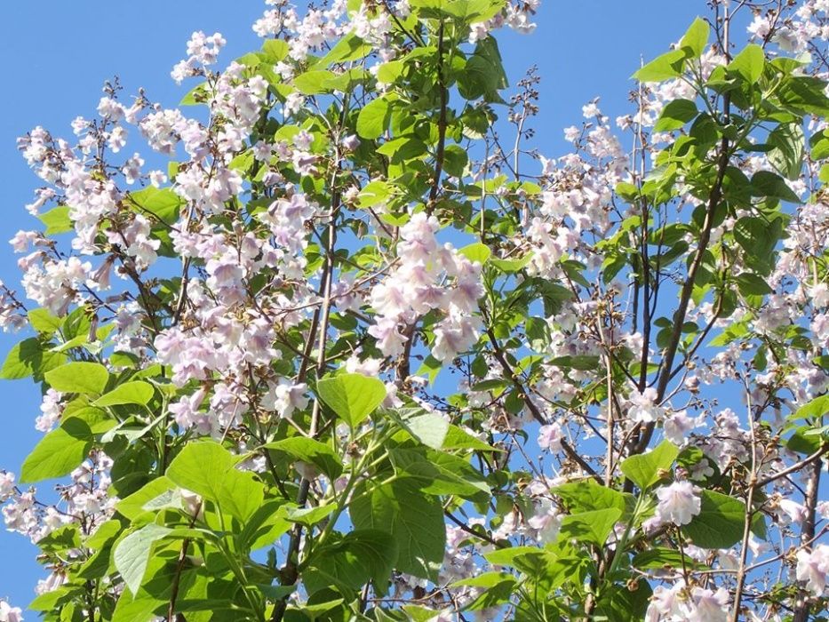 Paulownia Shang Tong, Drzewo szybko rosnące. PRODUCENT