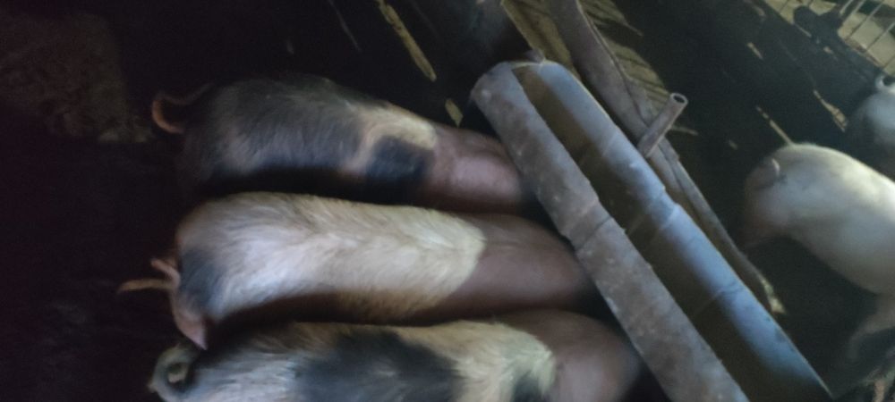 Домашня свинина ..