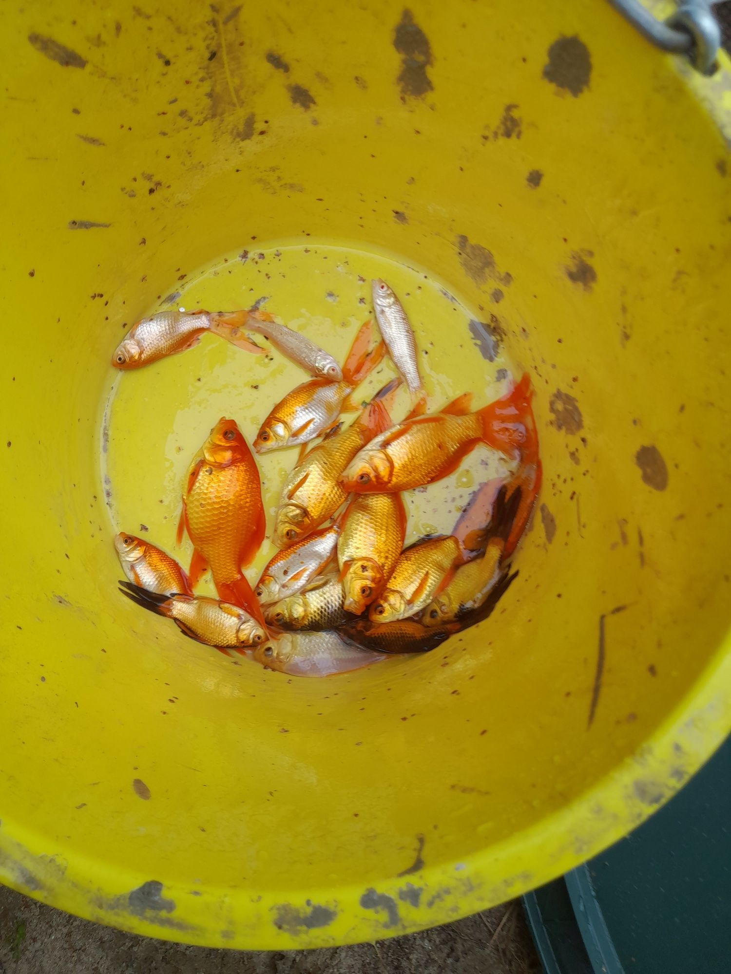 Narybek kroczek Jesiotr,Okoń,Karp koi ,Szczupak,Karp,Sum,Lin,Karaś koi