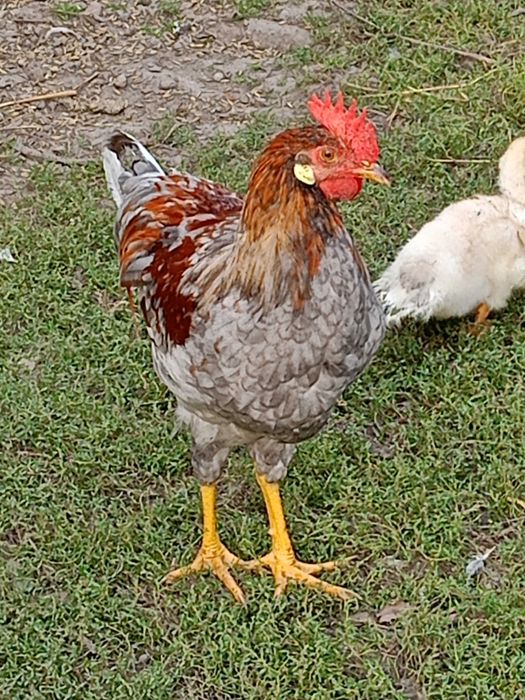 Koguty Włoszki i mieszańce sprzedam