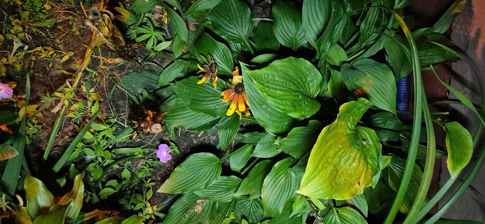 Funkia Hostia karpy kopane z ogródka