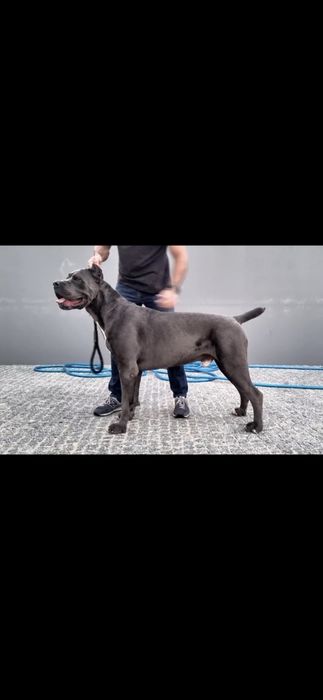 Cane corso italiano
