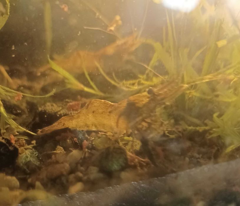 Аквариумная креветка   пресноводная Макробрахиум санитар