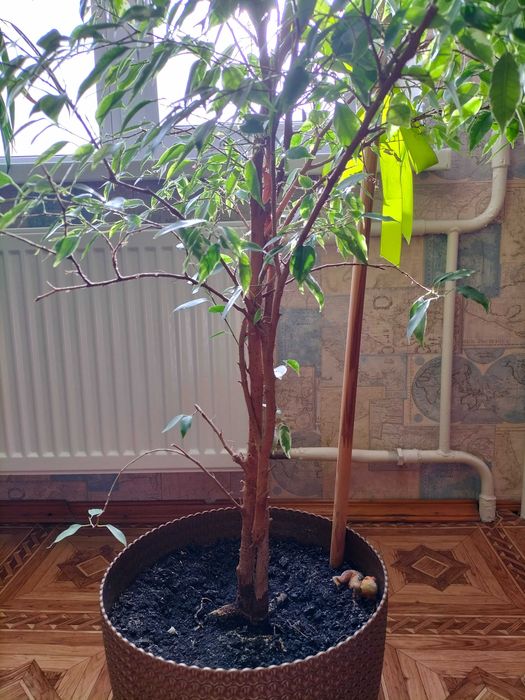 Фікус Бенджаміна із строкатим біло-зеленим листям.