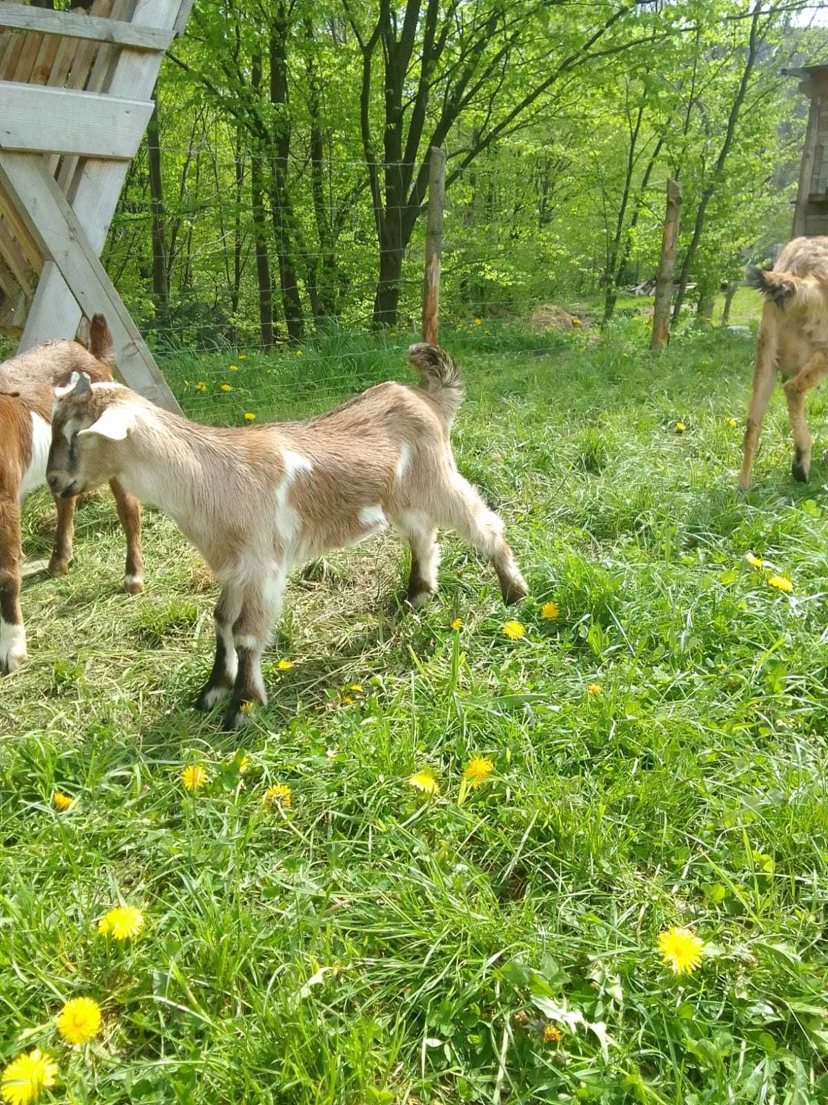 Koza z mlekiem, mleczna, 2capki