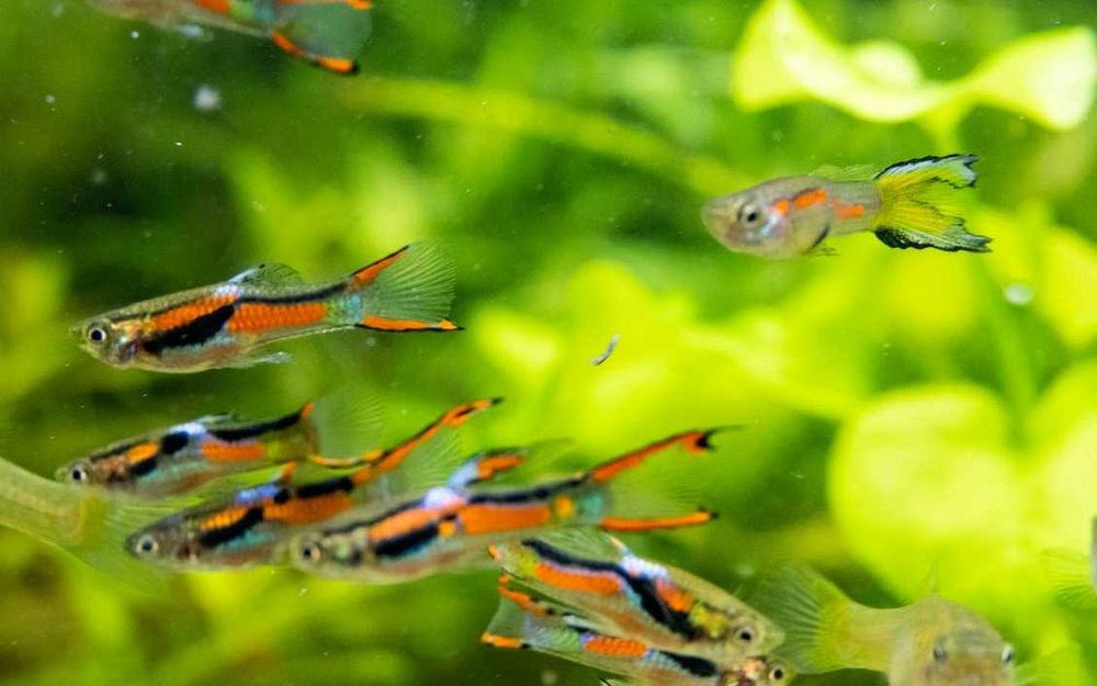Najłatwiejsze w hodowli pstrokate rybki akwariowe 6 szt