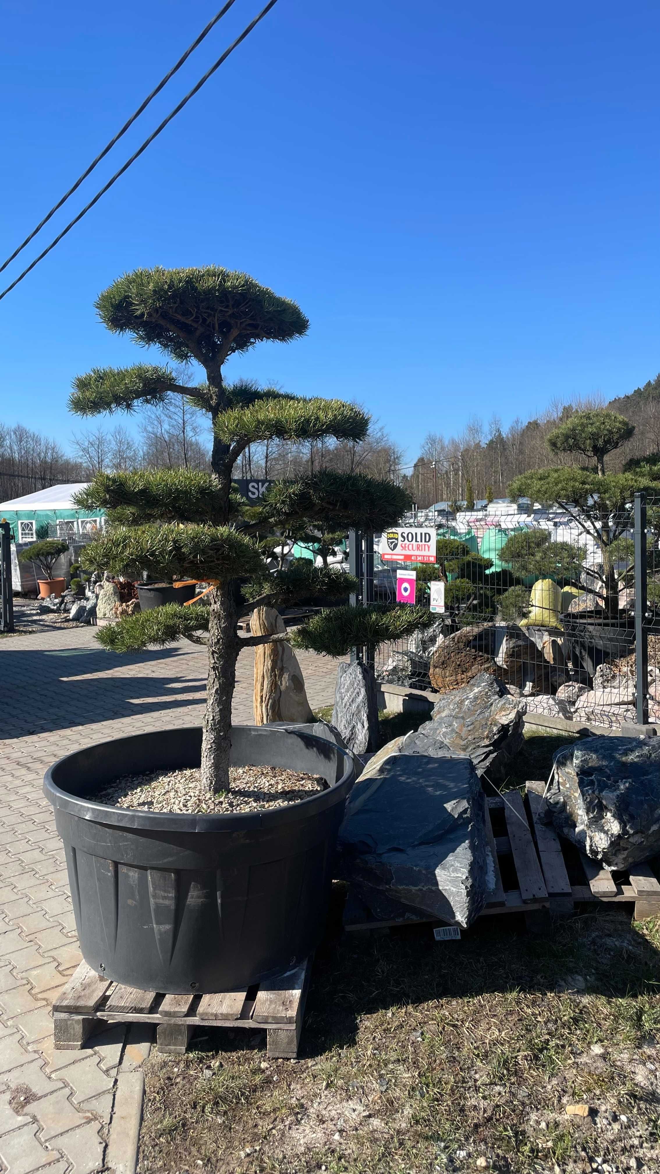 Sosna Banksa formowana drzewo BONSAI /drzewa ozdobne/krzewy formowane/