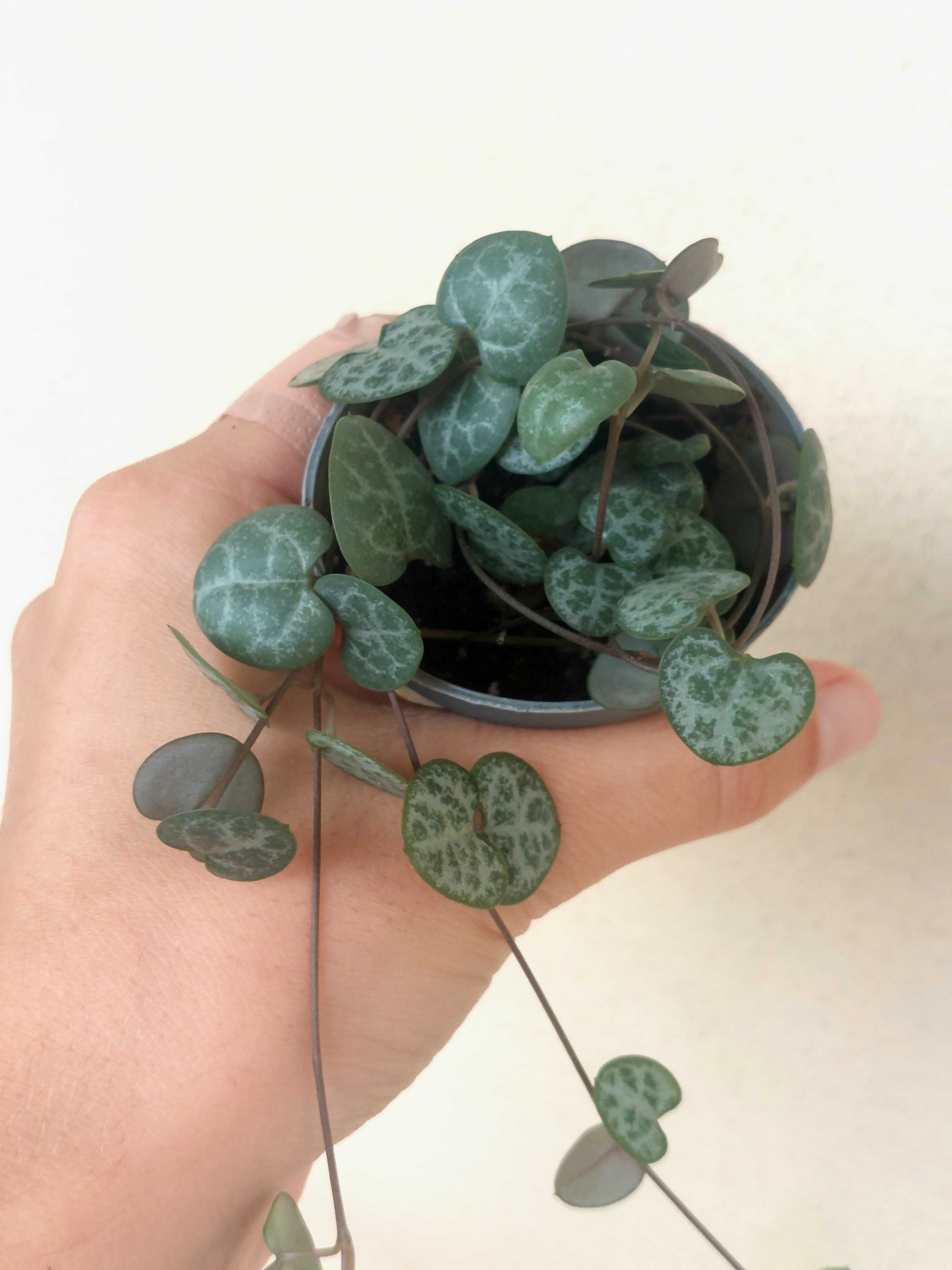 [Planta] Ceropegia woodii - Corações Emaranhados
