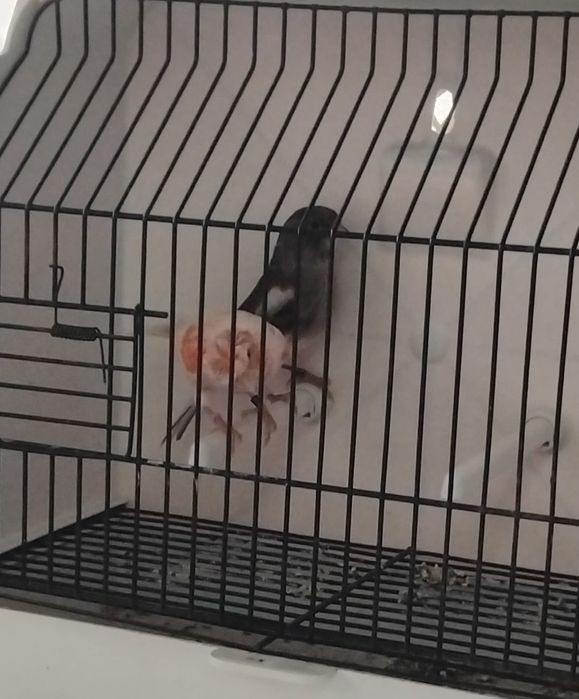 Canários arlequins português