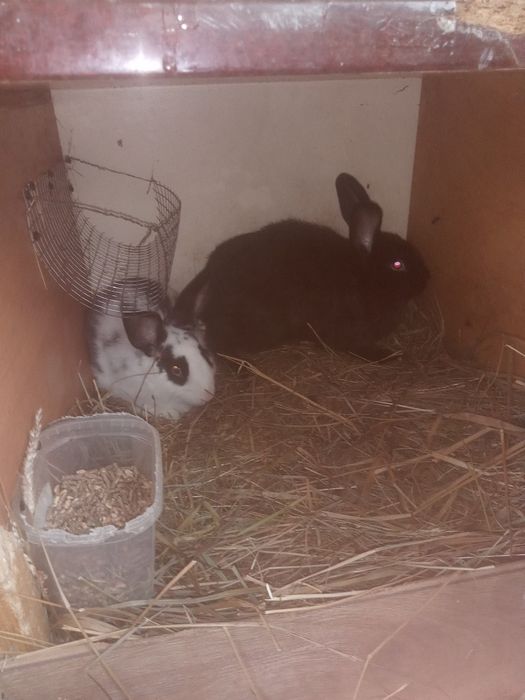 Kròliki rużne rasy