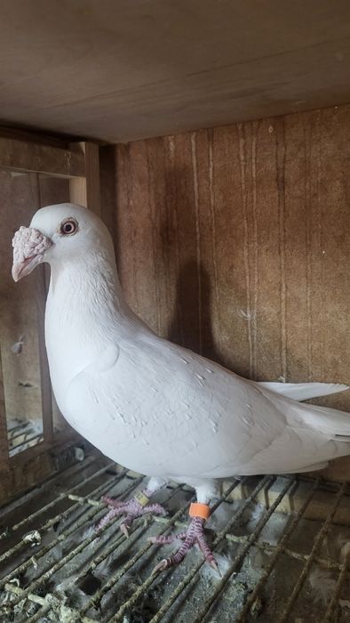 Gołębie staropolskie