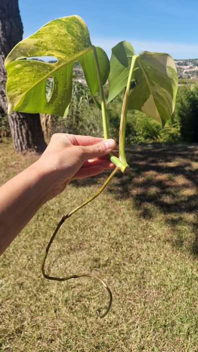 Monstera Aurea Marmorata‼️VENDIDO‼️