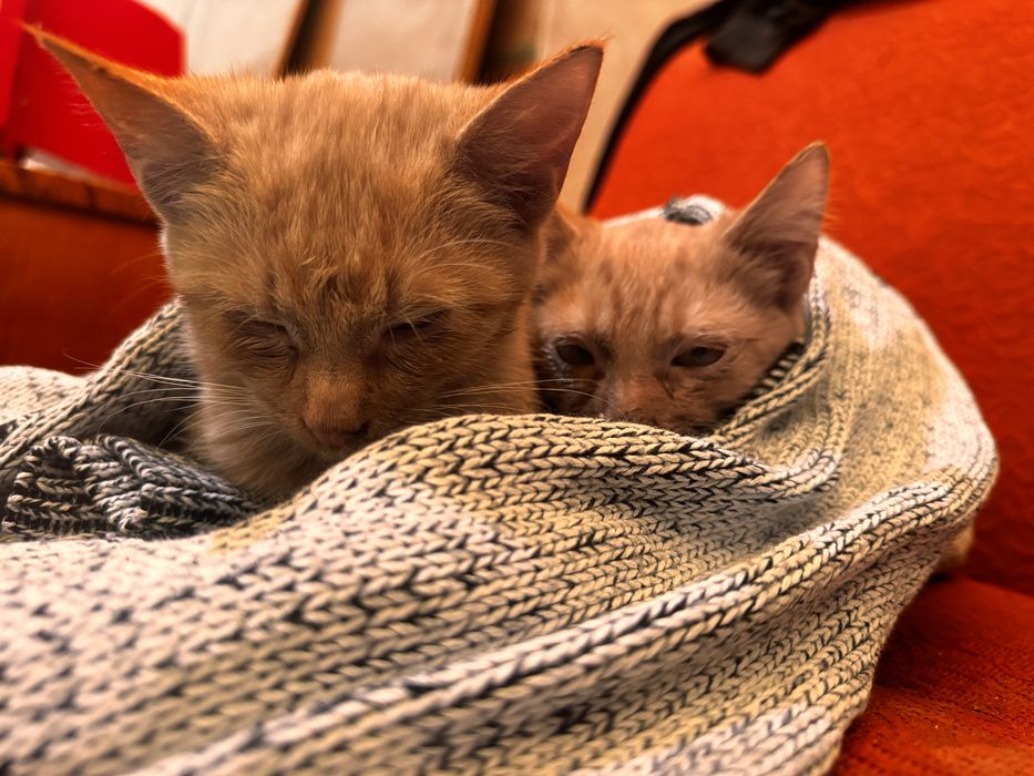 Рижі руді кошенята коти котики