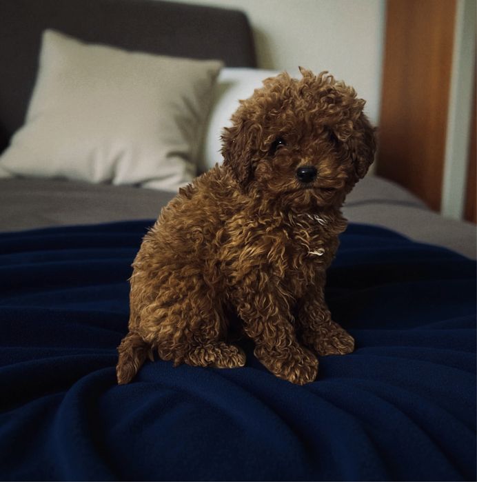 Pudel toy red Suczka z Rodowodem