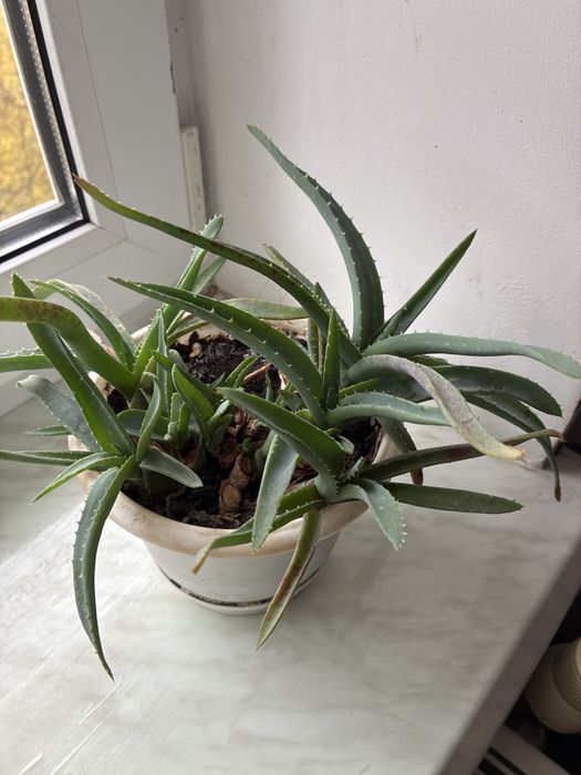 Алое кімнатна рослина