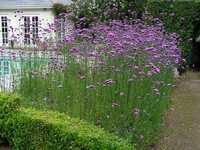 Вербена бонарська (Verbena bonariensis)