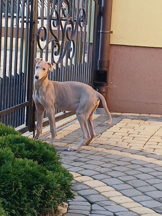 Chart Angielski Greyhound śliczny piesek