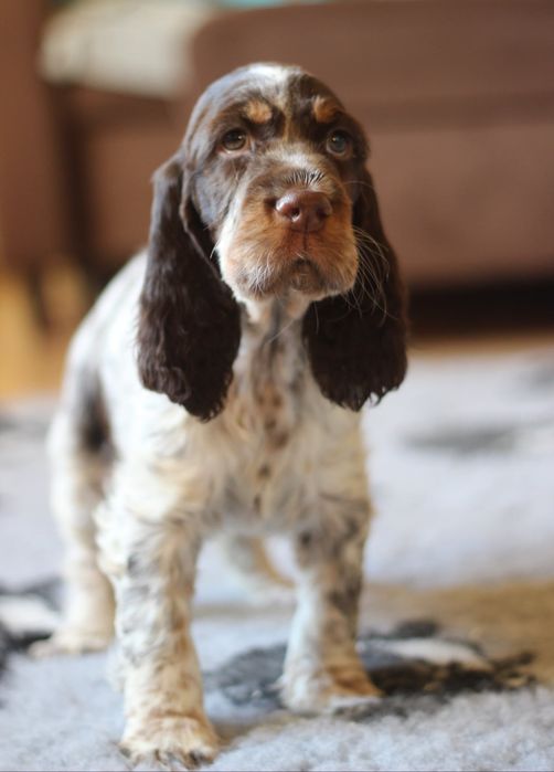 Springer spaniel angielski suczka