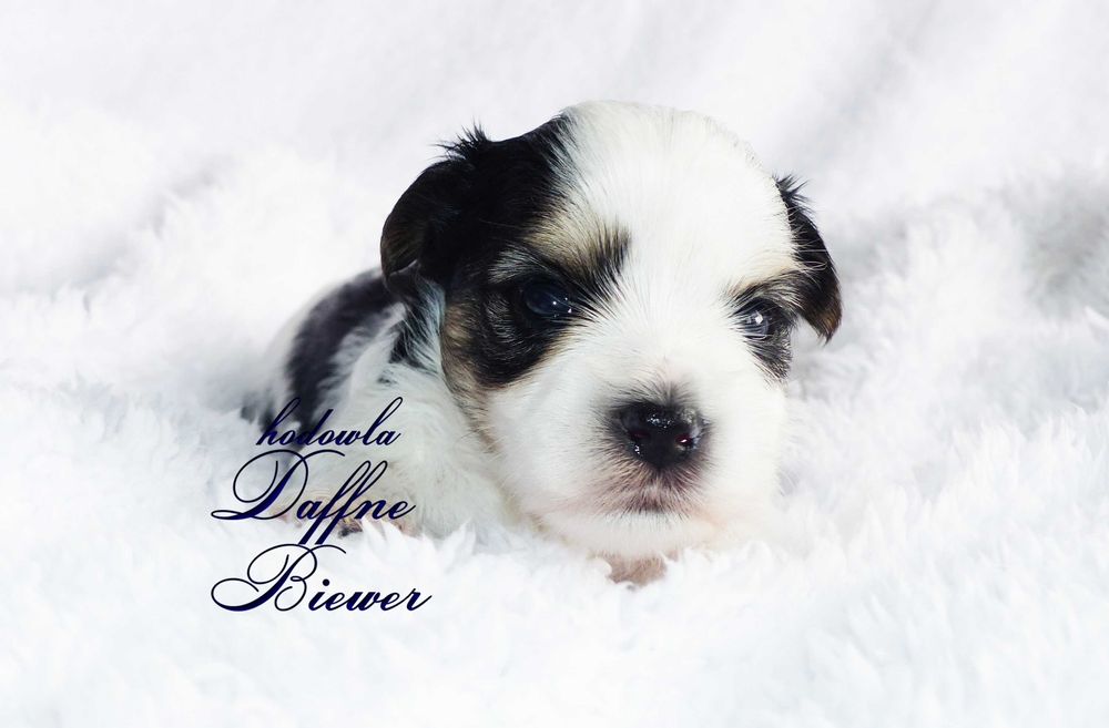 York Biewer Yorkshire Terrier