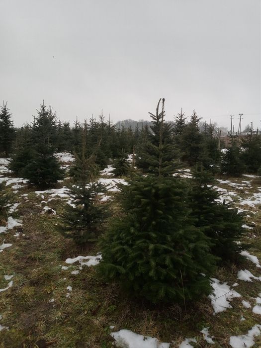 Jodła kaukaska import 150-200cm oraz 200-250cm palety