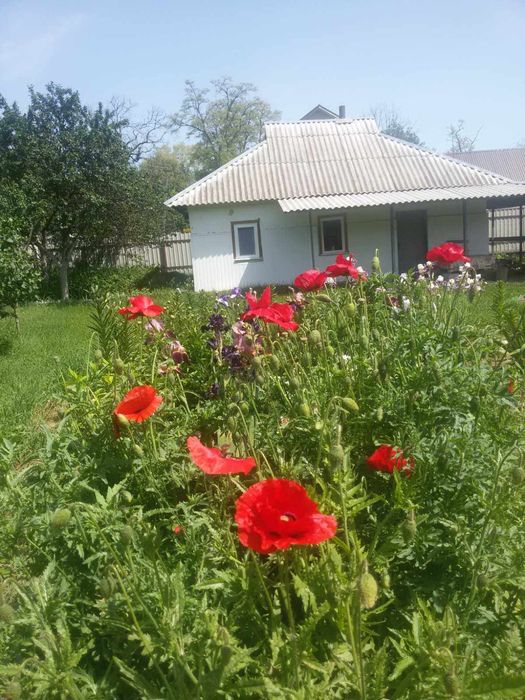 Будинок в селі Великий Крупіль