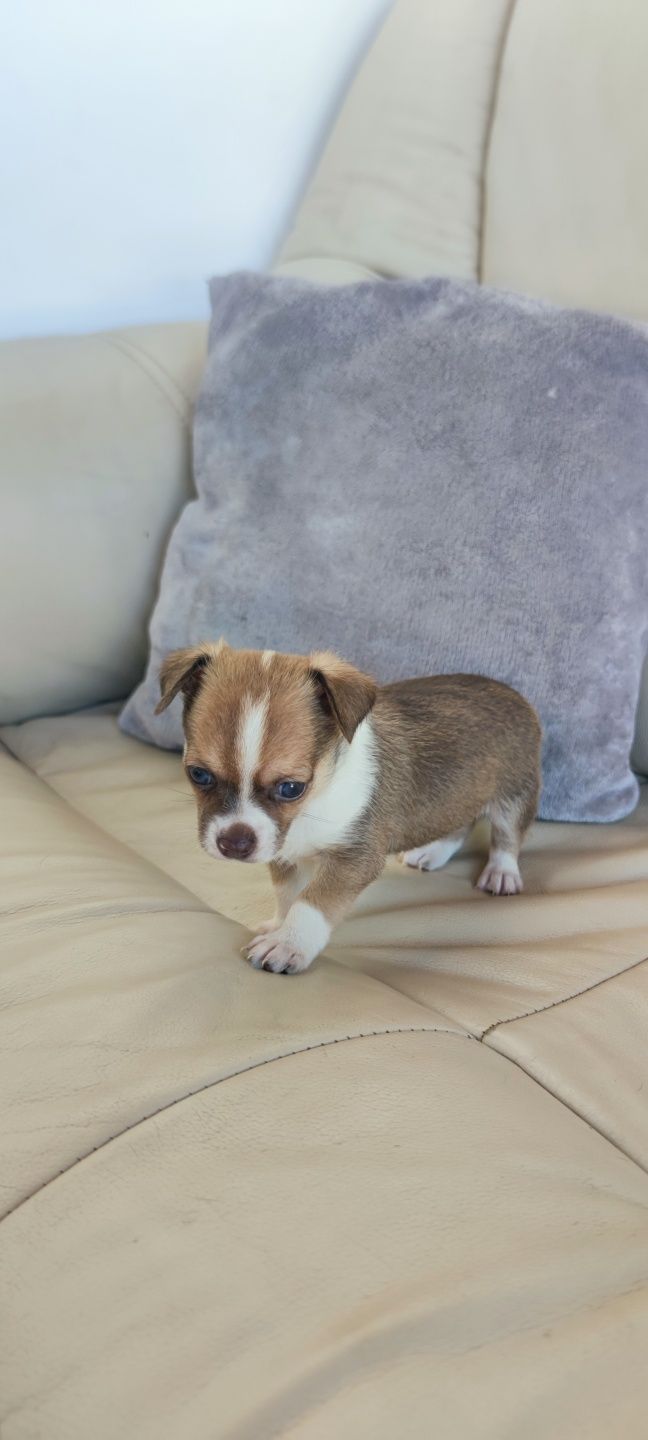 Chihuahua macho de pêlo curto