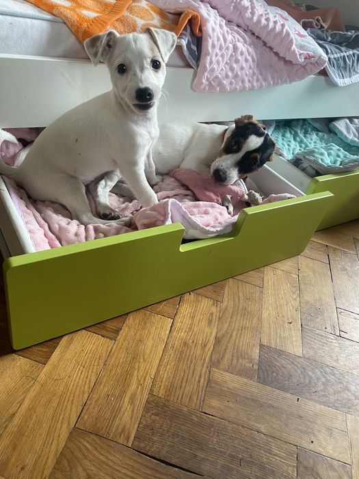 Hotel dla psów Opieka nad psem, hotel dla psa