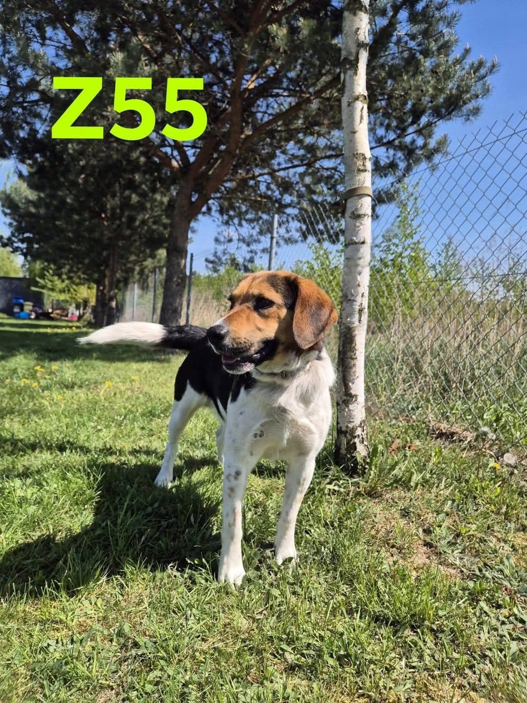 Rico w typie Beagle! Uratuj go przed samotnością dom stały/ tymczas