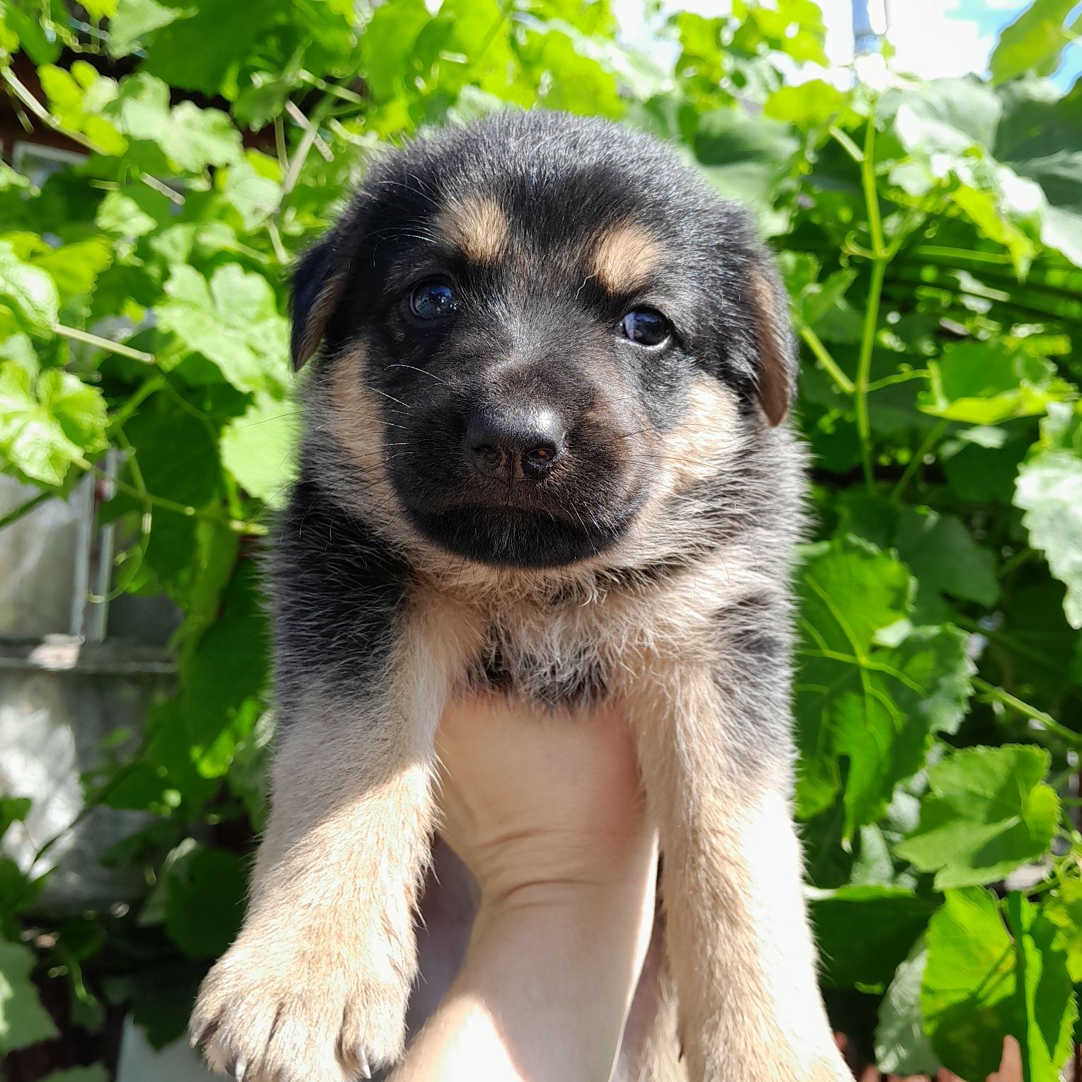 Віддам цуценят німецької вівчарки