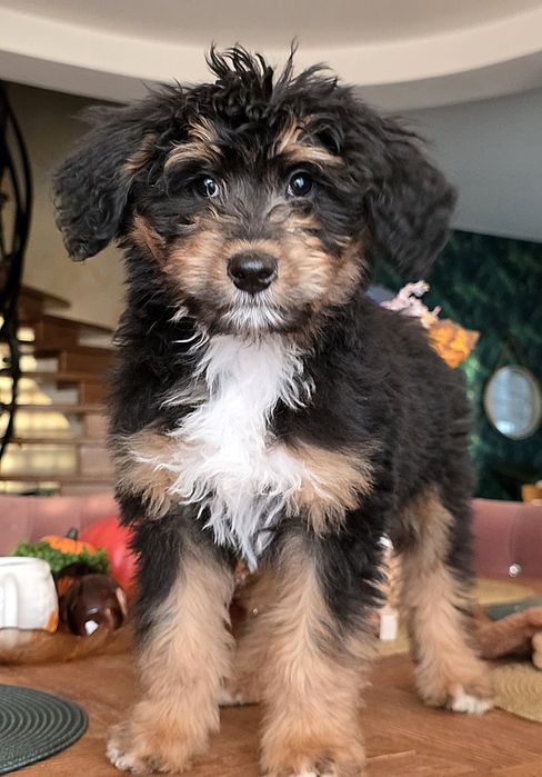 Aussie doodle sliczna dziewczynka