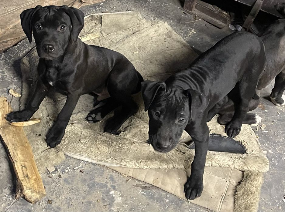 Продаю 2 цуценяти пітубля дівчинки, вже вакциновані та чіповані)