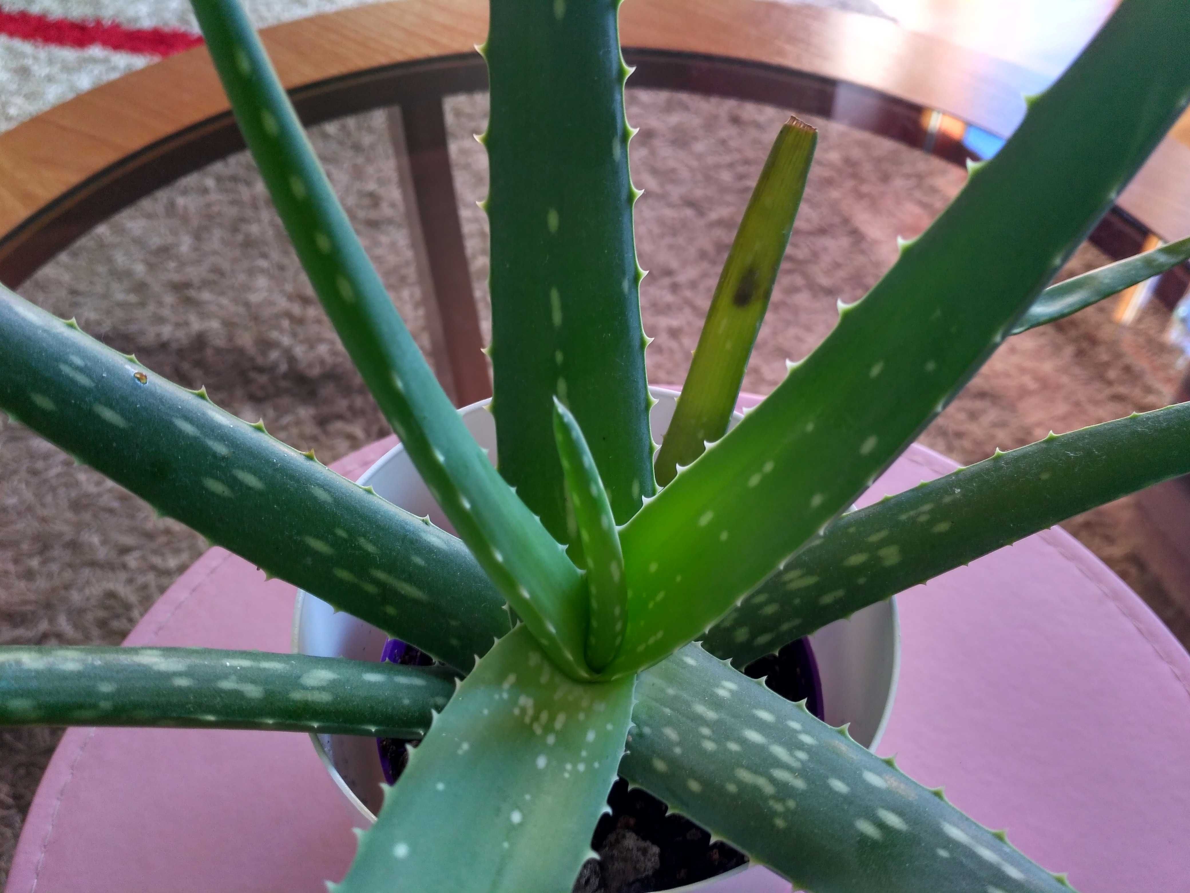 ALOES zwyczajny zdrowy