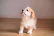 Welsh Corgi Pembroke