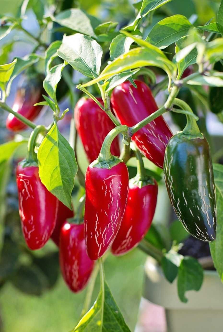 Sementes Jalapeño bio 2025