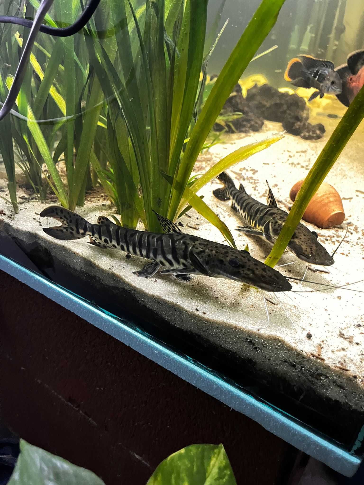 TSN - Tiger Shovel Nose Catfish (Pseudoplatystoma Fasciatum)